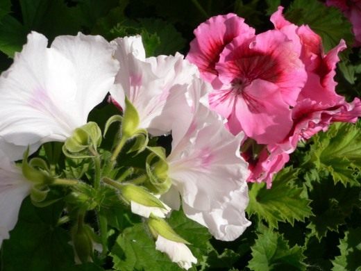 Пеларгония крупноцветковая (Pelargonium grandiflorum)