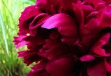 Агротехника пионов. Часть 3: Уход - Цветник и ландшафт