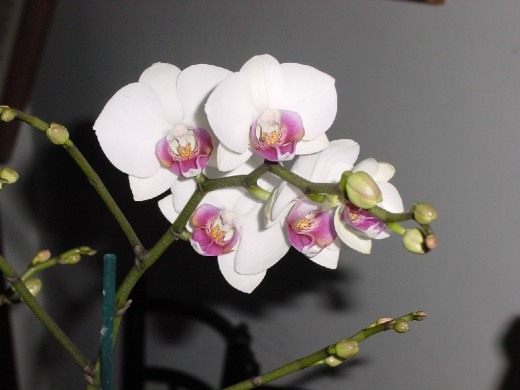 Фаленопсис (Phalaenopsis)