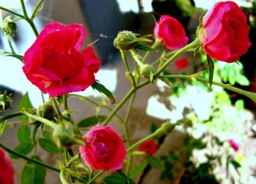 Роза (Rosa)