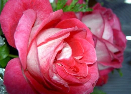 Роза (Rosa)