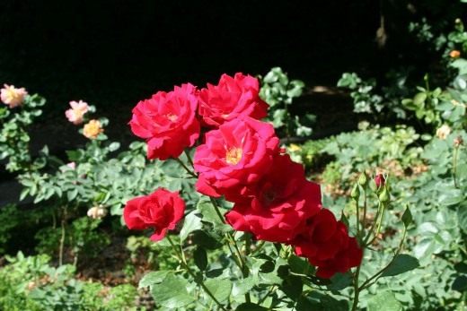 Роза (Rosa)