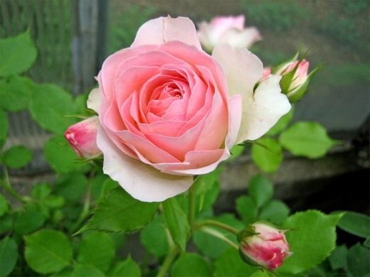 Роза (Rosa)
