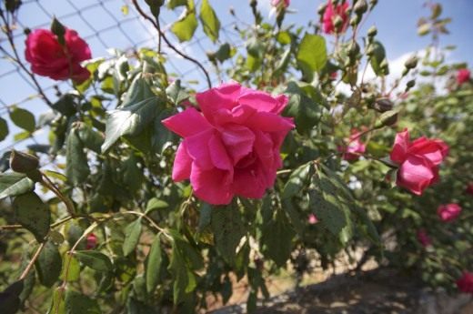 Роза (Rosa)