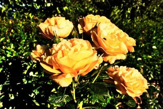 Роза (Rosa)