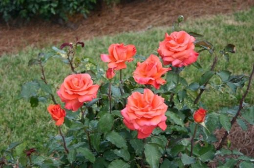 Роза (Rosa)