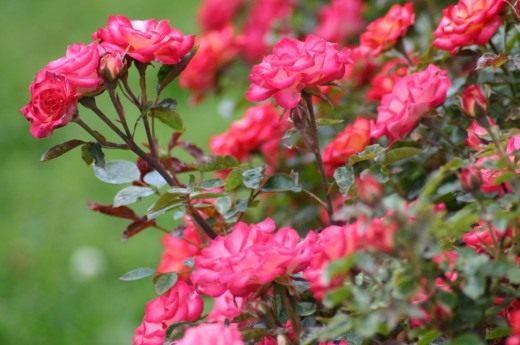 Роза (Rosa)