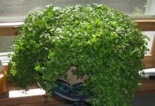 Зеленый ковер солейролии - Комнатные растения