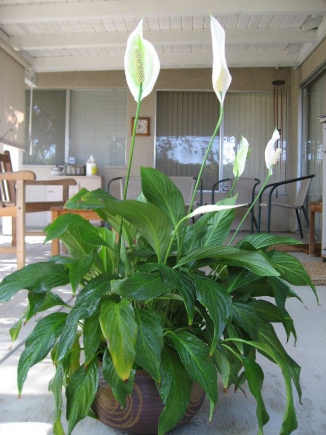 Спатифиллум (Spathiphyllum) Спатифиллум (Spathiphyllum)