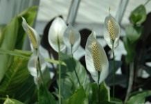 Спатифиллум (Spathiphyllum)