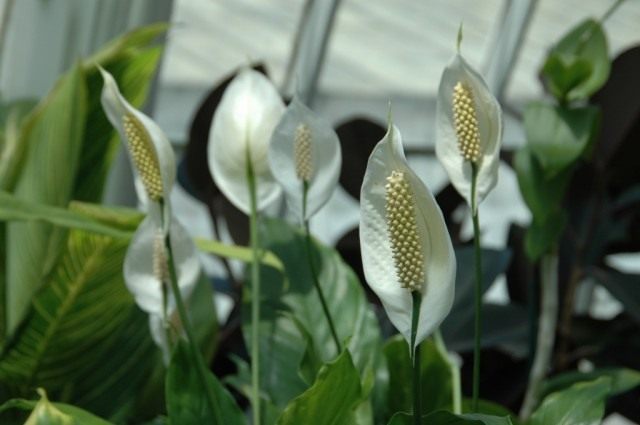 Спатифиллум (Spathiphyllum) Спатифиллум (Spathiphyllum)