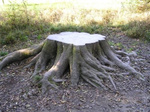 Пень (Tree stump) Пень