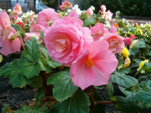 Клубневая бегония (Tuberous begonias)