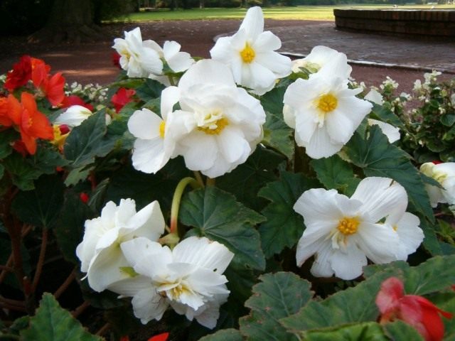 Клубневая бегония (Tuberous begonias) Клубневая бегония (Tuberous begonias)
