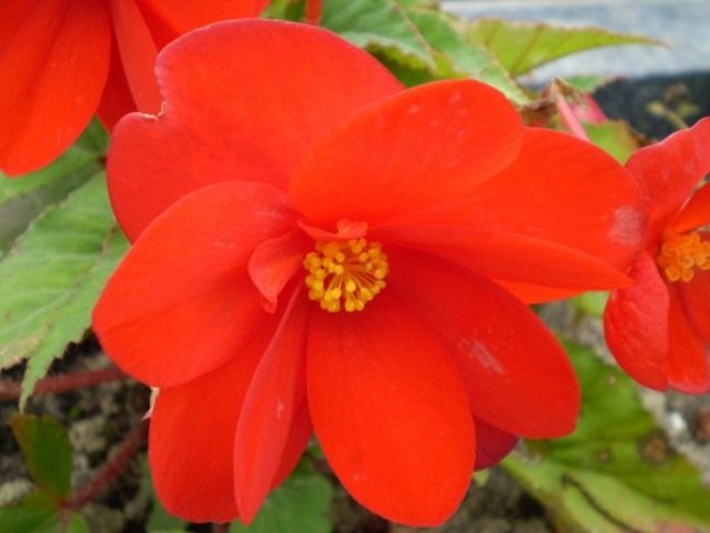 Клубневая бегония (Tuberous begonias) Клубневая бегония (Tuberous begonias)