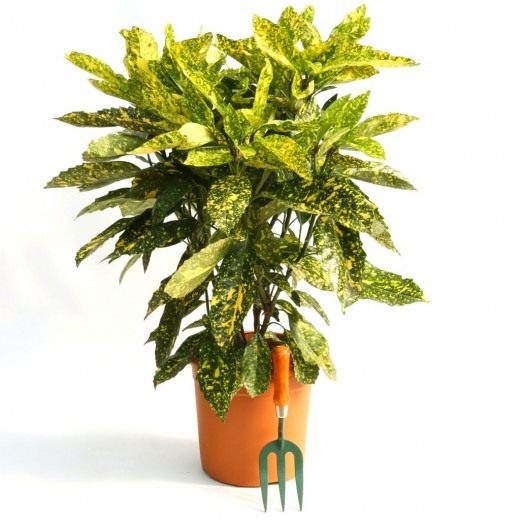 Аукуба японская 'Crotonifolia' (Aucuba japonica) Аукуба японская 'Crotonifolia' (Aucuba japonica)