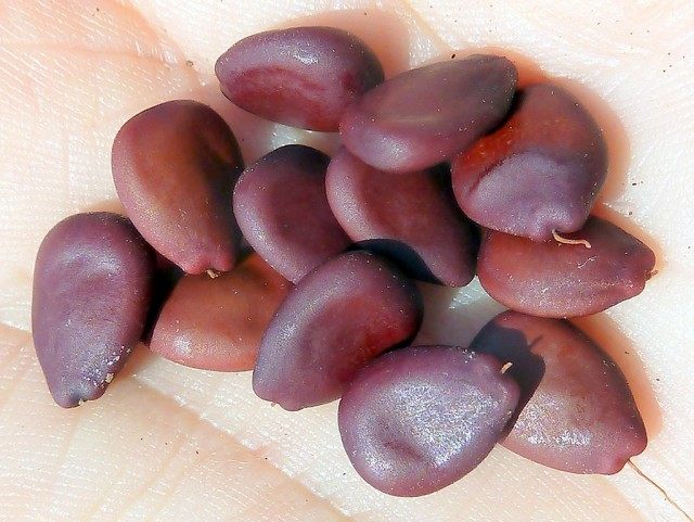 Семена рожкового дерева, или Цератонии стручковой Семена рожкового дерева, или Цератонии стручковой