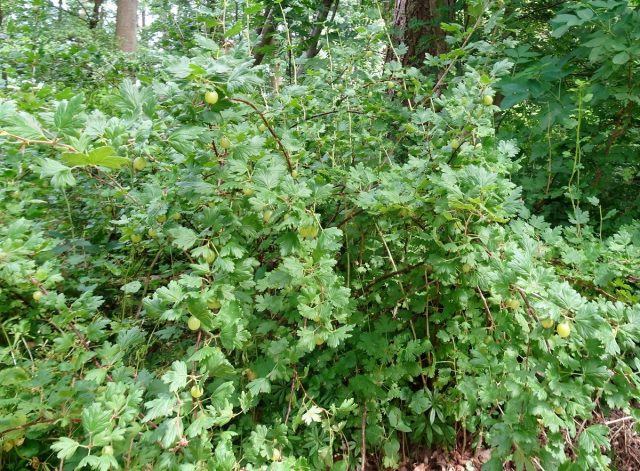 Крыжовник (Ribes uva-crispa) Крыжовник (Ribes uva-crispa)