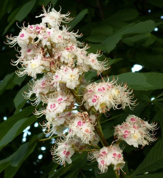 Соцветие каштана конского (Aesculus)