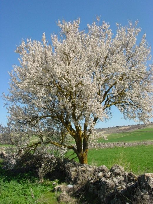 Миндаль (Almond)