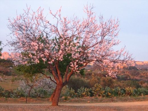 Миндаль (Almond)
