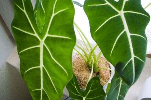Алоказия (Alocasia)
