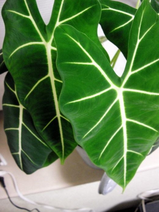 Алоказия (Alocasia)