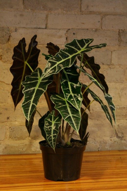 Алоказия (Alocasia)