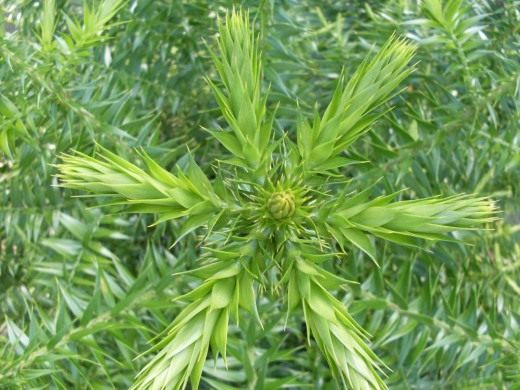 Араукария (Araucaria)