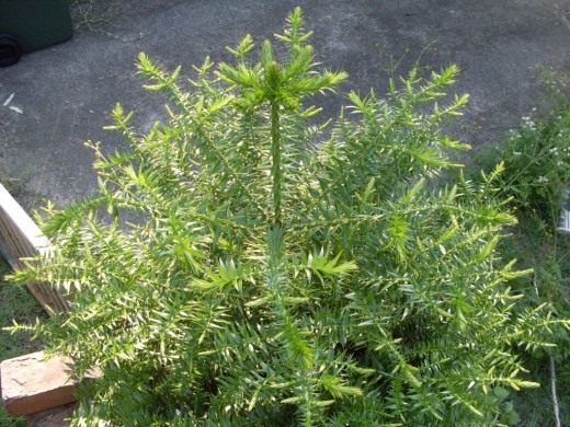Араукария (Araucaria)