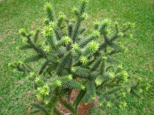 Араукария (Araucaria)