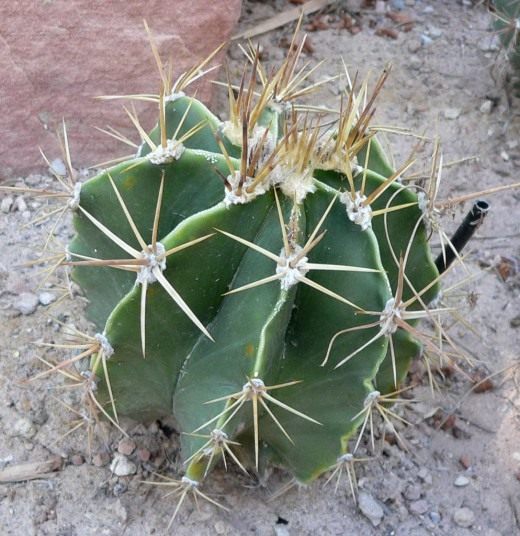 Астрофитум (Astrophytum) Астрофитум (Astrophytum)