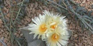 Астрофитум (Astrophytum)