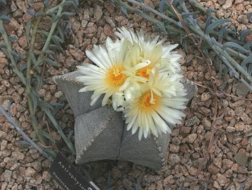 Астрофитум (Astrophytum) Астрофитум (Astrophytum)