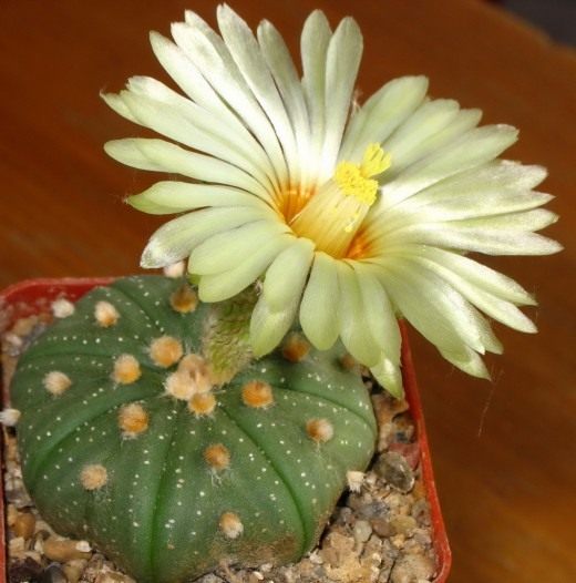 Астрофитум (Astrophytum) Астрофитум (Astrophytum)