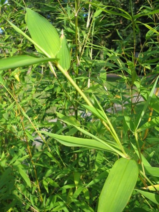 Бамбук (Bamboo)