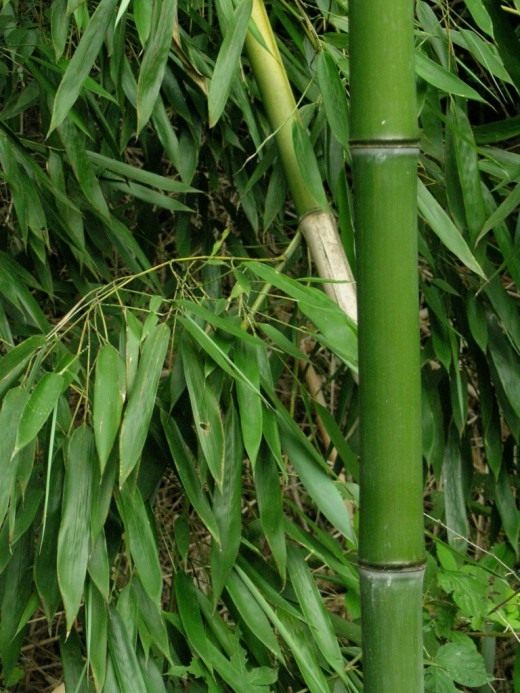 Бамбук (Bamboo)