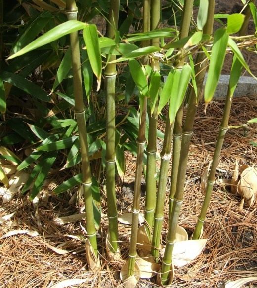 Бамбук (Bamboo)