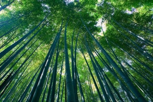 Бамбук (Bamboo)