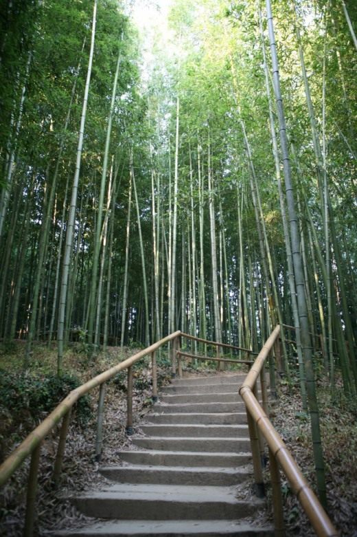 Бамбук (Bamboo)