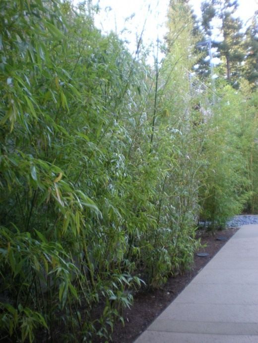 Бамбук (Bamboo)