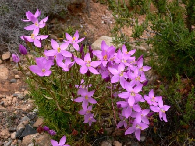 Золототысячник четырёхлистный (Centaurium quadrifolium) Золототысячник четырёхлистный (Centaurium quadrifolium)