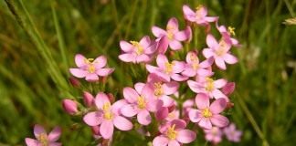 Золототысячник обыкновенный, или золототысячник малый, или золототысячник зонтичный (Centaurium erythraea)