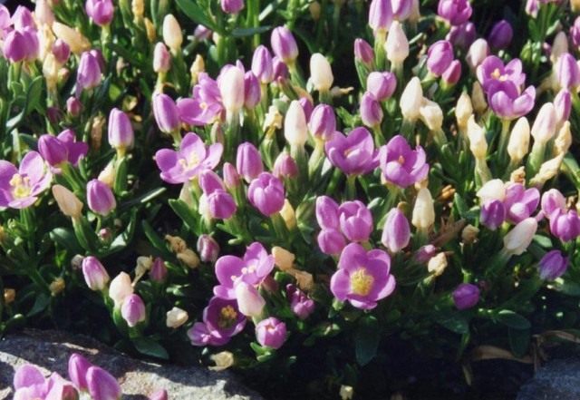 Золототысячник пролесковидный (Centaurium scilloides) Золототысячник пролесковидный (Centaurium scilloides)