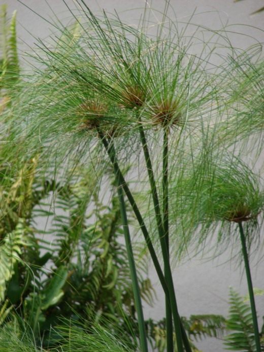 Циперус (Cyperus)