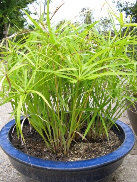 Циперус (Cyperus)