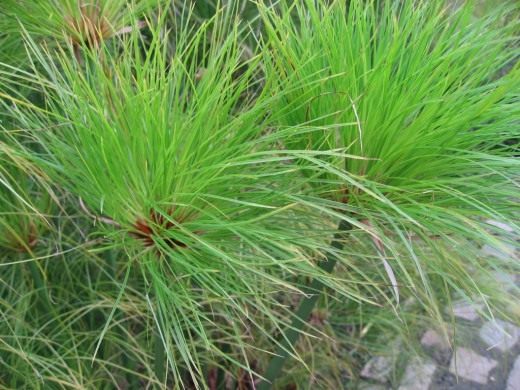 Циперус (Cyperus)