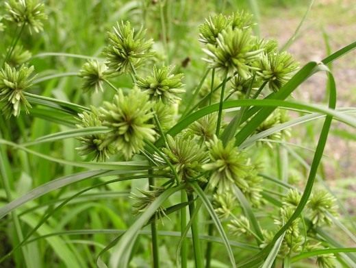 Циперус (Cyperus)