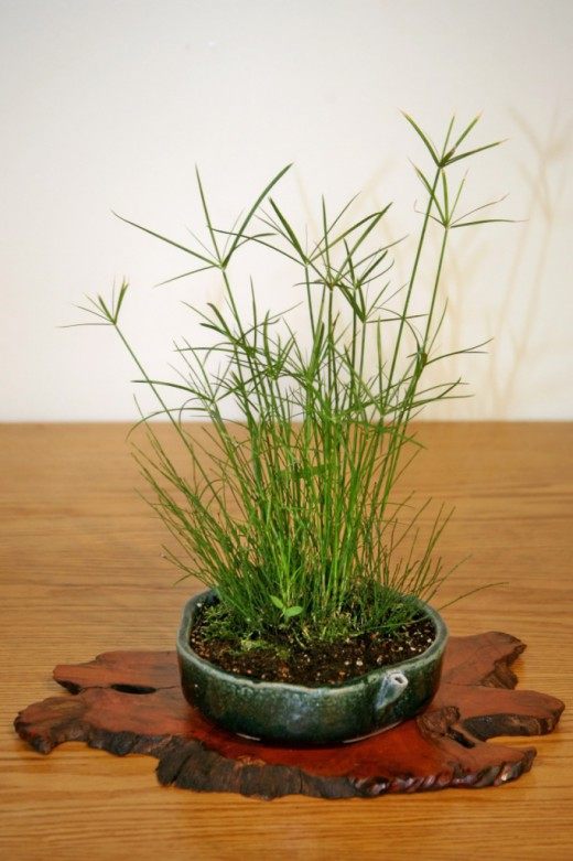 Циперус (Cyperus)