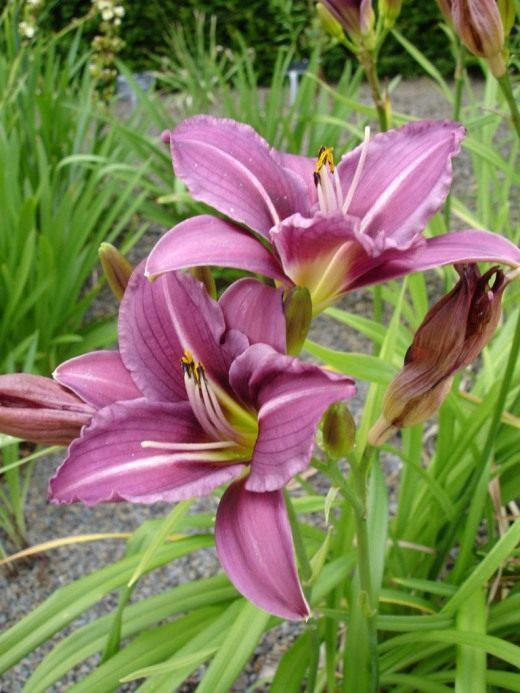 Лилейник (Daylily)